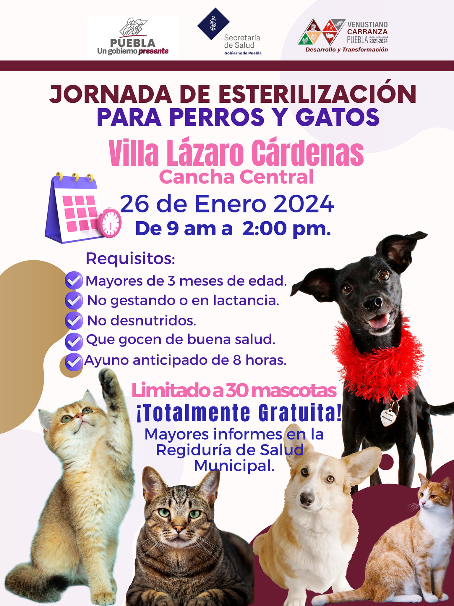 Anuncian Jornada De Esterilización Para Perros Y Gatos En Venustiano