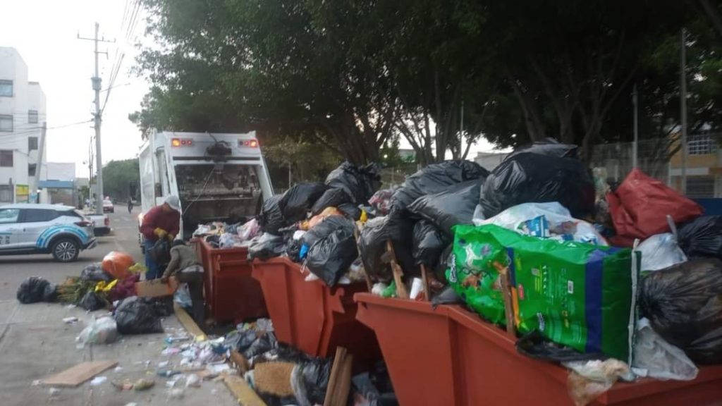 Denuncian hallazgo de animales muertos en contenedores de basura en ...